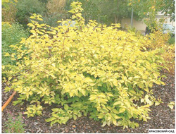 Дерен белый Элегантиссима фото в ландшафте красовский-сад.рф