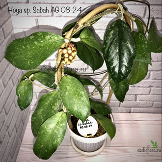 Hoya sp. Sabah AG 08-24