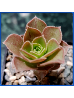 Aeonium balsamiferum