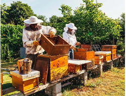 Консультация пчеловода