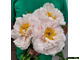 Paeonia Blushing Princess