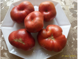 Томат Sandburg GVR