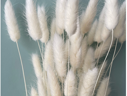 Лагурус белый