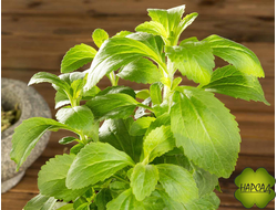 СТЕВИЯ (НАТУРАЛЬНЫЙ ЗАМЕНИТЕЛЬ САХАРА)