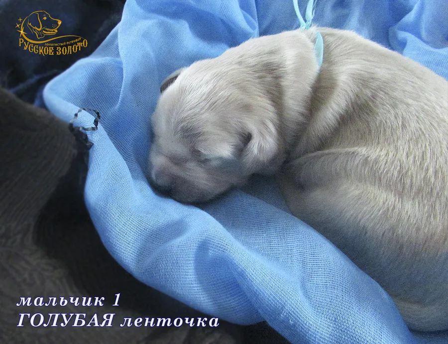 УЖЕ в НОВОМ ДОМЕ = Мальчик ГОЛУБАЯ ленточка, 5 дней. ДР 28.01.20. 