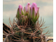 Gymnocalycium horridispinum