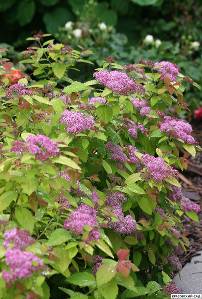 Спирея японская Дабл Плей Биг Бонг купить на сайте красовский-сад.рф