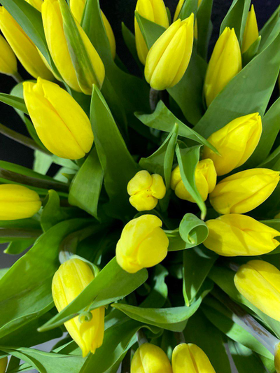 Тюльпаны 51 шт