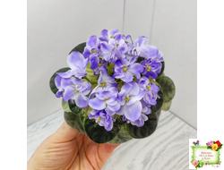 Rob's Wascally Wabbit (R. Robinson) (лист укоренённый)