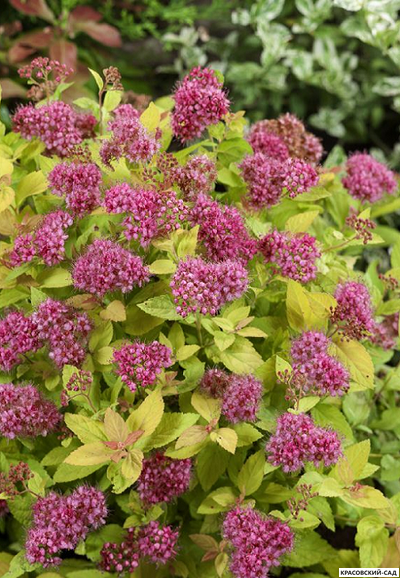 Спирея японская Голден Принцесс - купить в красовский-сад.рф