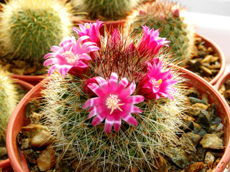 Mammillaria spinosissima (семена)