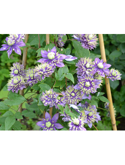 Клематис Тайга