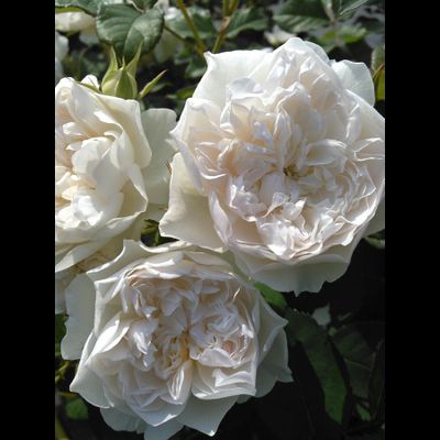 Королева эльфов (Queen of the Elves)