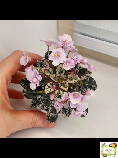 Precious Pixie (S.Sorano)