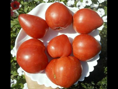 Томат Знаменитая клубника Миссис Шлаубах (Mrs. Schlaubaugh’s Famous Strawberry)