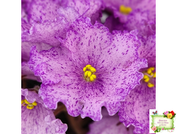 АВ-Самый Сок (Фиалковод) 2022 г.