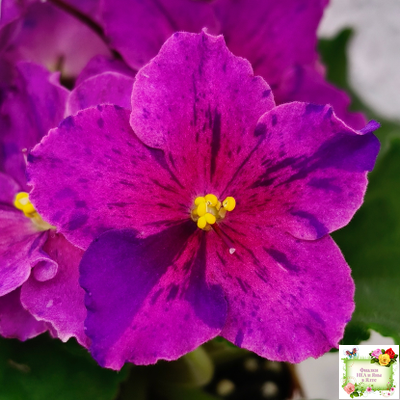 Dn-Cherchez la Femme (Д. Денисенко) 2020 г.