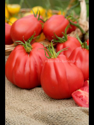 Томат Тюрбан Магриба, 10 шт