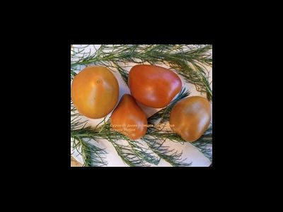 Томат Суровая Дыня немцев Поволжья (Severe Melon)