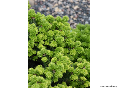 Пихта бальзамическая Пиколло