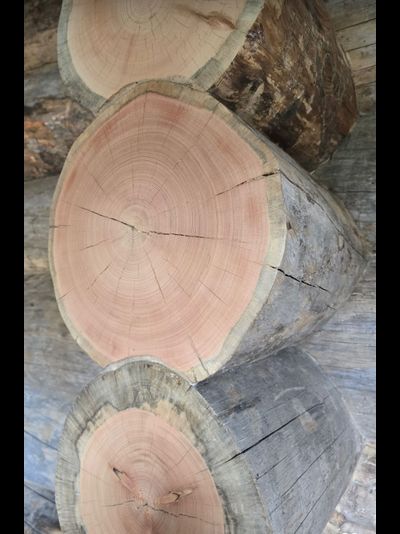 Бревно Кело диаметр 30 см, длина 6 м