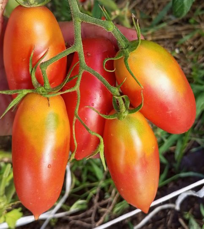 Томат Варвара