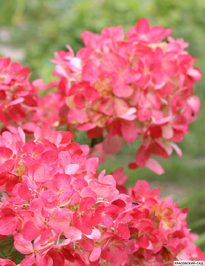 Гортензия метельчатая Вимс Ред
