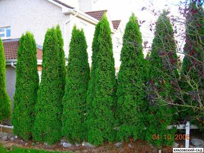 Туя Смарагд - Smaragd 4 метра