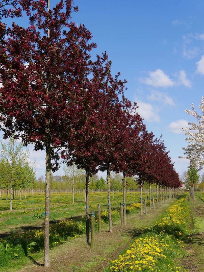 Яблоня 'Royalty'