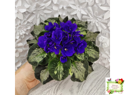 Harmony's Little Stinker (Harmony) листовая химера (пасынок сорт укоренённый)