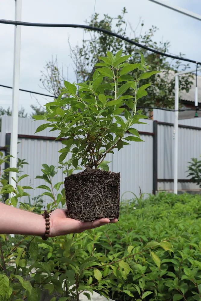 Двулетний саженец гортензии метельчатой