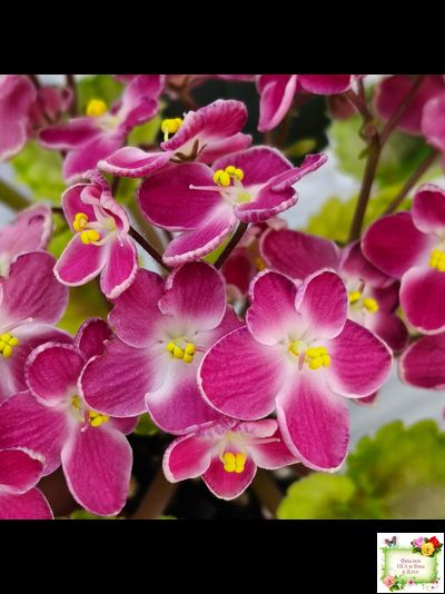 Mac&#039;s Scorching Sun (G. McDonald) (лист посажен 29.10.25)