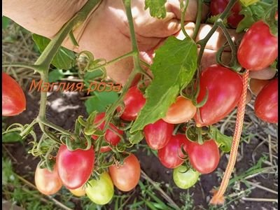 Томат Маглия роза (Maglia rosa)