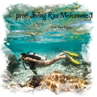 Professional diving on Ras Mohammed and White Island from Sharm El Sheikh