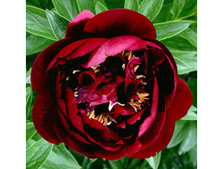 Пион Бакай Белл (Buckeye Belle)