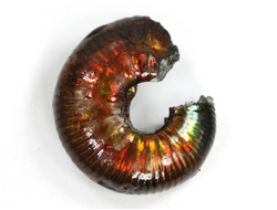 Аммолит, коллекционный образец, Канада (31*26*11 мм, 8 г) №36285