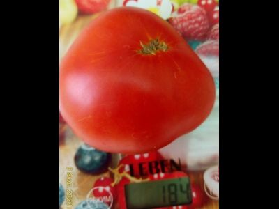 Томат Синий Том (Blue Tom)
