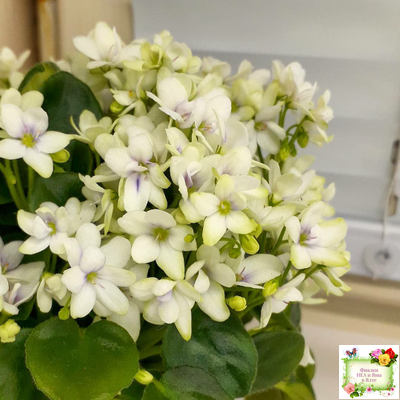 Broadway Star Trail (Селекционер неизвестен) трейлер