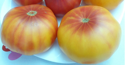 Томат Хейзел мей (Hazel mae)