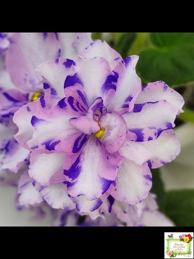 МК-Ветер Перемен (М. Карпова) химера стандарт (стартер сорт)