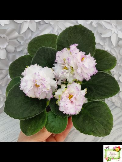 Фея (Т. Л. Дадоян) (лист укоренённый)