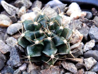 Gymnocalycium bruchii v. niveum VG 536