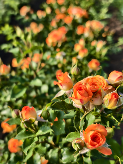 Джем ин Фаст (Gem In Fust)