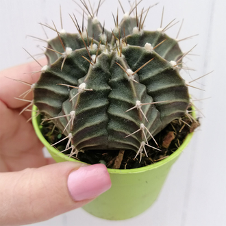 Gymnocalycium Friedrichii