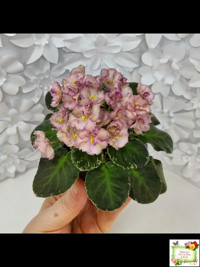 Н-Яшма (Н. Бердникова) 2015 г.