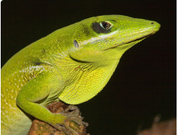 Анолис белогубый (Anolis coelestinus)