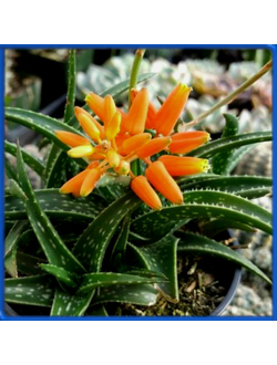 Aloe 'Firebird' (Lyons Hybrid)