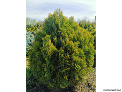 Туя Смарагд Витбонд - Smaragd Witbond