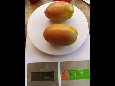 Гном Альмандин (Dwarf Almandine)