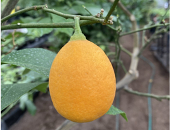 Лимон Ташкентский